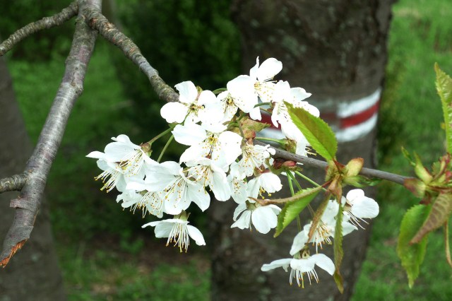 20140423 P1010674 wisloczek